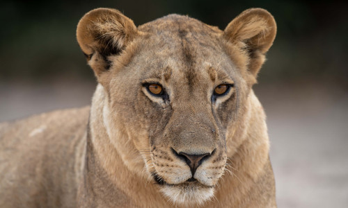 Die besten Anführerinnen für das Jahr 2023 - 4 Sternzeichen dominieren