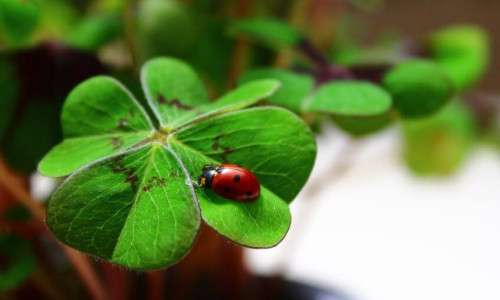 Die Sache mit dem Glück